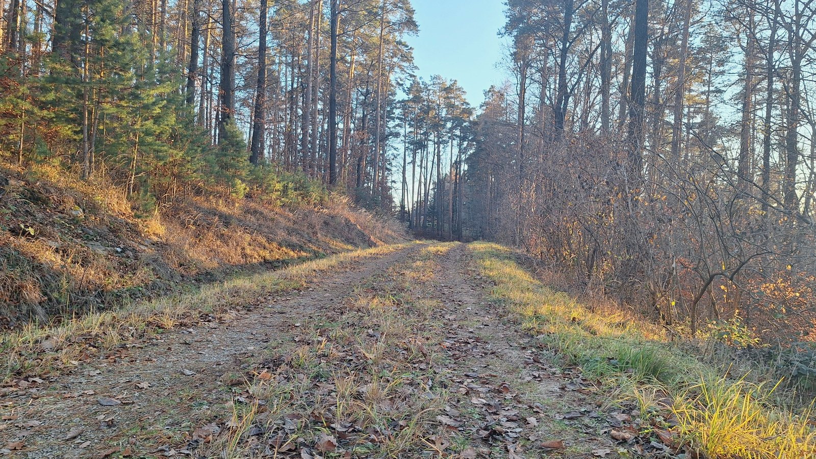 Ruhiger Waldweg im warmen Abendlicht